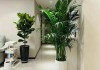 客厅植物摆放效果图,客厅植物摆放效果图片